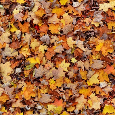 Seamless yellow dead branches and deciduous leaves turf grass lawn road ground