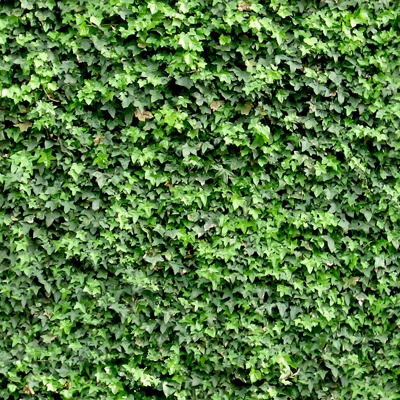 Seamless Green Landscape Parthenocissus Grass Shrub Plant Tree Fence Wall