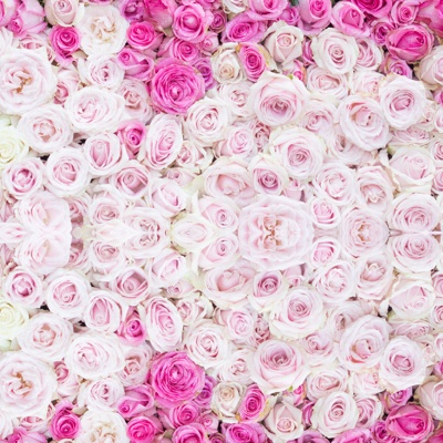 Pink Rose Wall