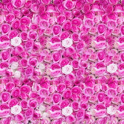 Seamless pink rose wall