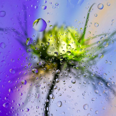 Transparent glass perspective plant with water droplets