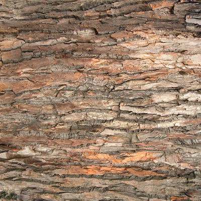 Seamless cracked dried bark texture