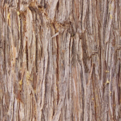 Seamless cracked dry bark trunk texture