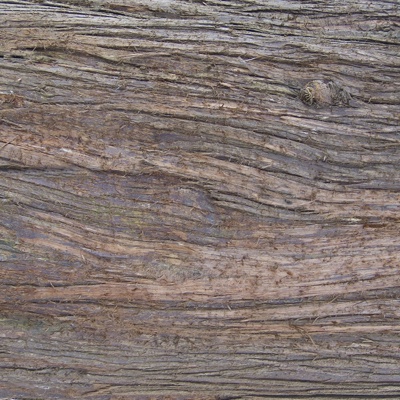 Seamless cracked dried bark texture