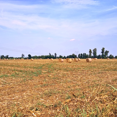 Rural landscape landscape