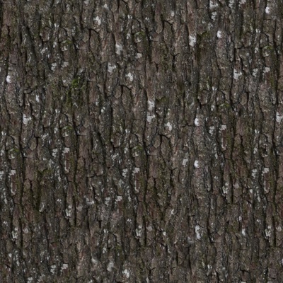 Seamless cracked dry bark trunk texture