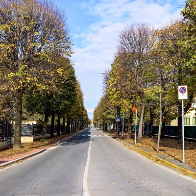 Autumn trees street pavement scenery