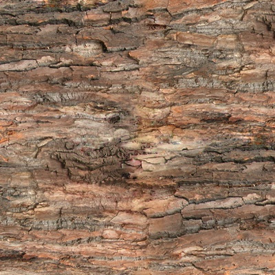 Seamless cracked dried bark texture