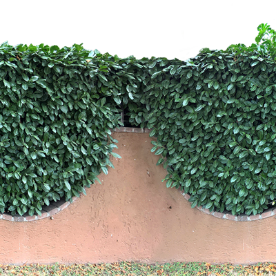 Seamless Buckle-Free Landscape Shrub Plant Tree Fence Wall