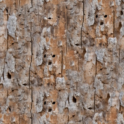 Seamless cracked dried bark texture