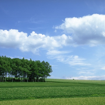 forest landscape grassland