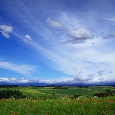 blue sky green space lawn forest landscape