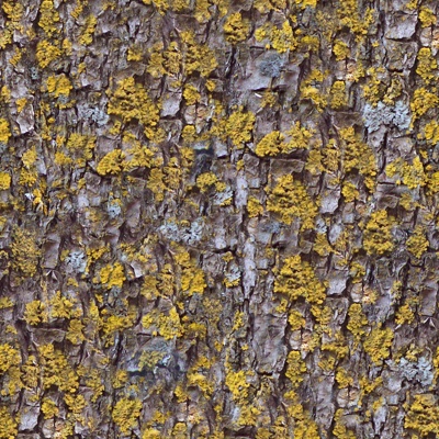 Seamless cracked dry bark trunk texture