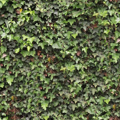 Seamless Green Landscape Parthenocissus Grass Shrub Plant Tree Fence Wall