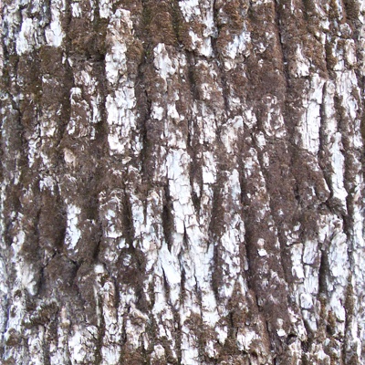 Seamless cracked dry bark trunk texture