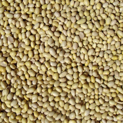 grain seed