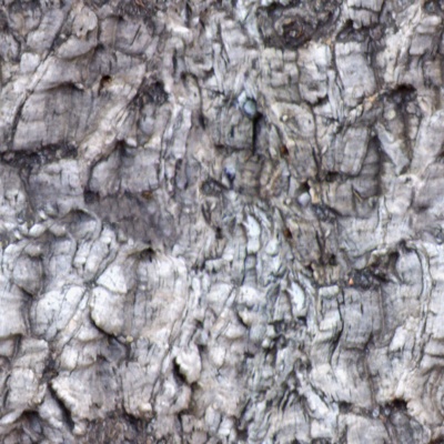 Seamless cracked dry bark trunk texture