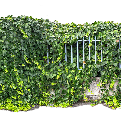 Seamless Buckle-Free Landscape Shrub Plant Tree Fence Wall