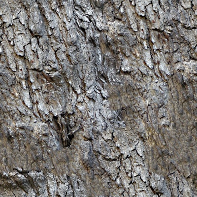 Seamless cracked dried bark texture