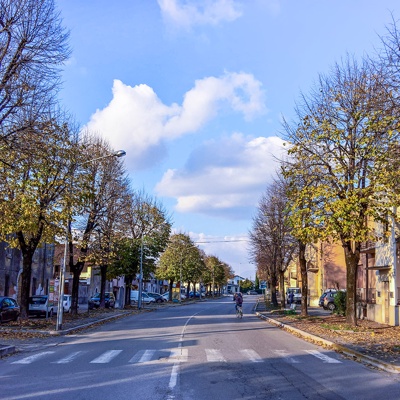 Autumn trees street pavement scenery