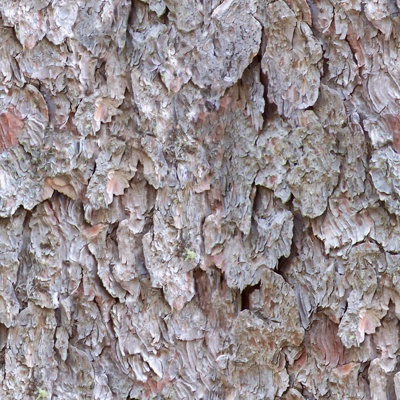 Seamless cracked dry bark trunk texture