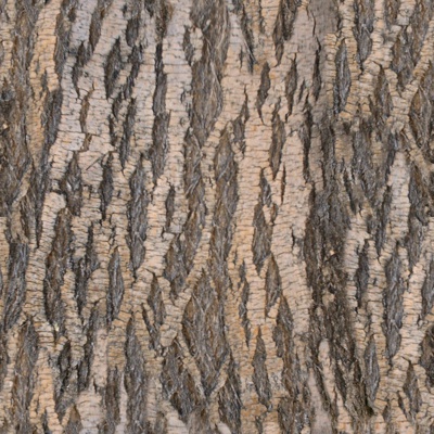 Seamless cracked dry bark trunk texture