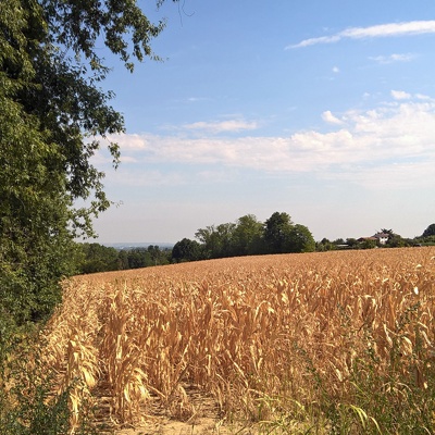 Rural landscape landscape