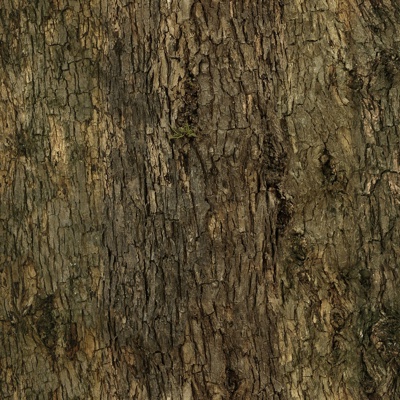 bark