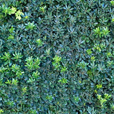 Seamless Green Landscape Grassland Shrub Plant Tree Fence Wall