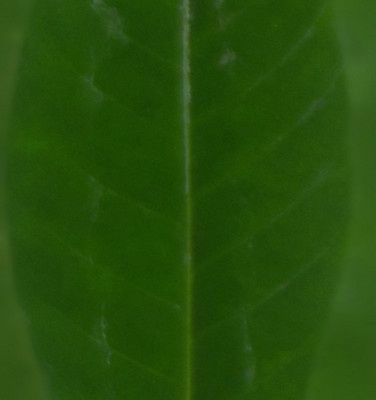 leaves