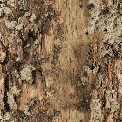 Seamless cracked dried bark texture