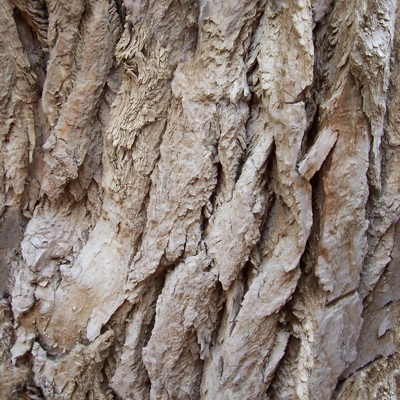 Seamless cracked dry bark trunk texture