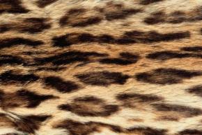 Carpet-Animal Blanket 060