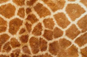 Carpet-Animal Blanket 080