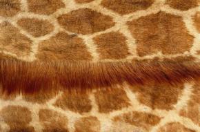 Carpet-Animal Blanket 083