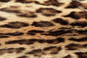 Carpet-Animal Blanket 085