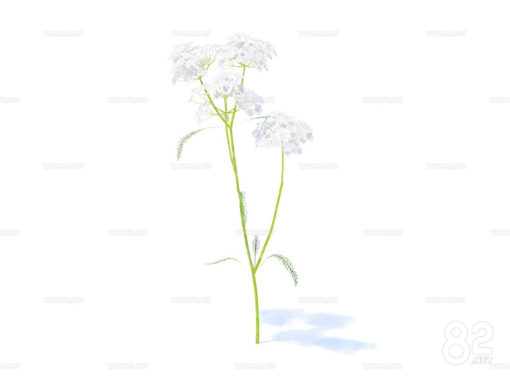 Flowers and flowers free