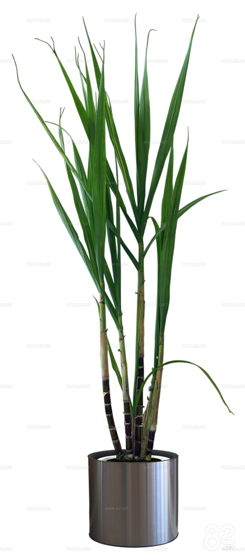 Free-cut indoor potted plant material