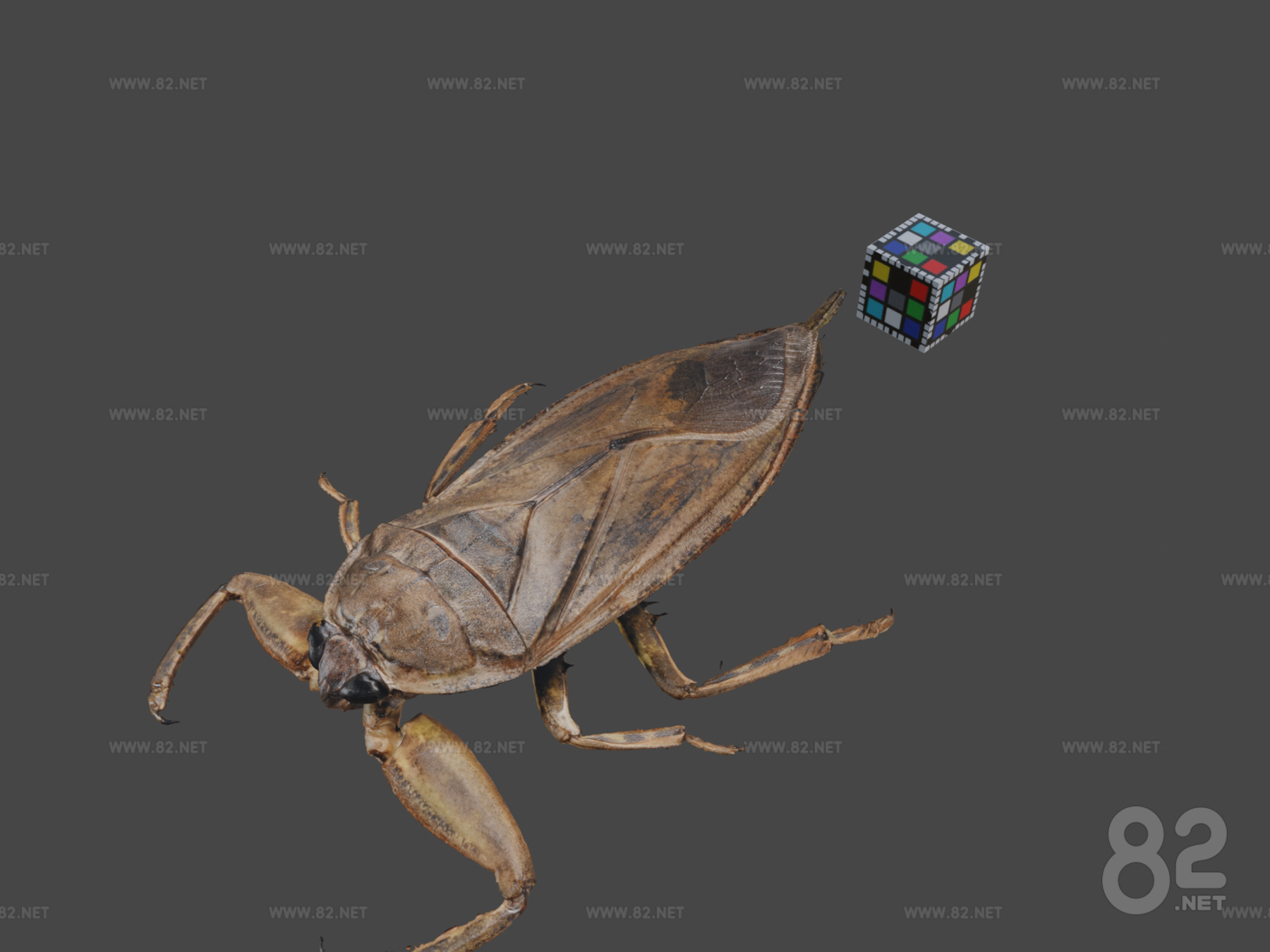 CC0 Japan Ota Turtle download Sketchup Model | SketchUp(.skp) - 82Models